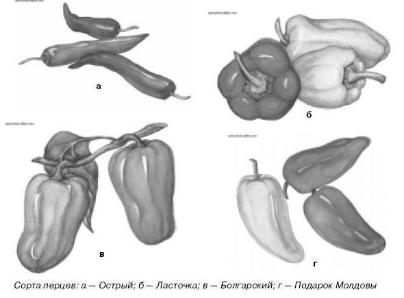 Ирина Иофина - Сбор и хранение урожая