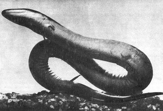 Игорь Акимушкин - Мир животных. Рассказы о змеях, крокодилах, черепахах,...