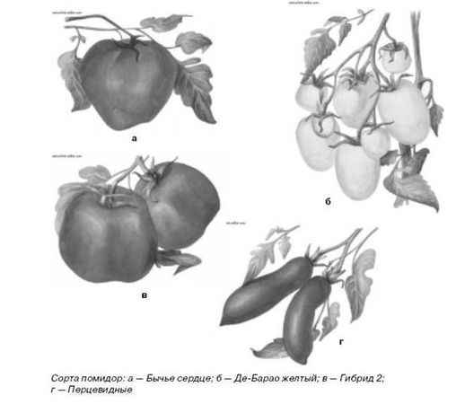 Ирина Иофина - Сбор и хранение урожая