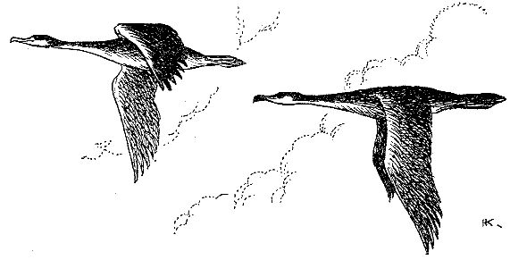 Н. Тарасов - Море живёт