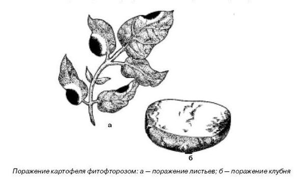 Ирина Иофина - Сбор и хранение урожая