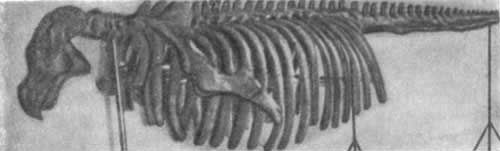 Игорь Акимушкин - Трагедия диких животных