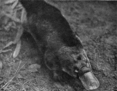 Игорь Акимушкин - Трагедия диких животных