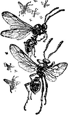 Виктор Гребенников - Тайны мира насекомых