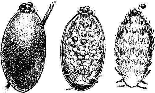 Виктор Гребенников - Тайны мира насекомых