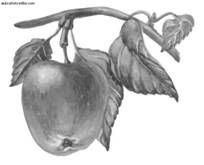 Ирина Иофина - Сбор и хранение урожая