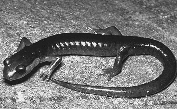 Анатолий Бернацкий - 100 великих рекордов животных