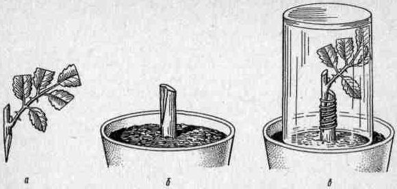 Даниил Юхимчук - Комнатное цветоводство