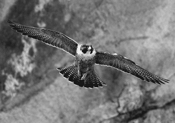 Анатолий Бернацкий - 100 великих рекордов животных