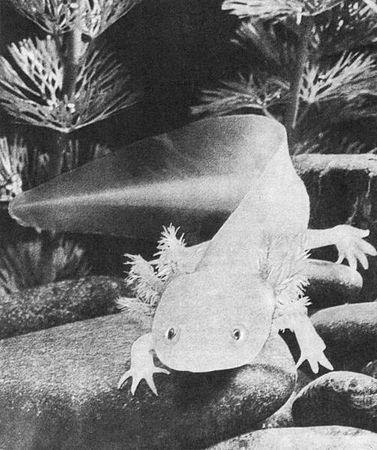 Игорь Акимушкин - Мир животных. Рассказы о змеях, крокодилах, черепахах,...