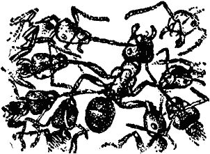 Виктор Гребенников - Тайны мира насекомых