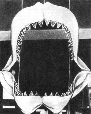 Игорь Акимушкин - Мир животных. Рассказы о змеях, крокодилах, черепахах,...