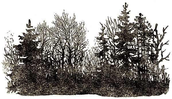 Евгений Чарушин - Охотничьи рассказы