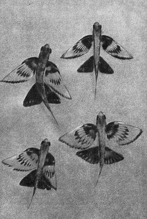 Игорь Акимушкин - Мир животных. Рассказы о змеях, крокодилах, черепахах,...