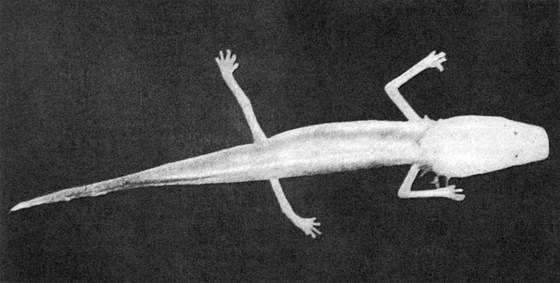 Игорь Акимушкин - Мир животных. Рассказы о змеях, крокодилах, черепахах,...