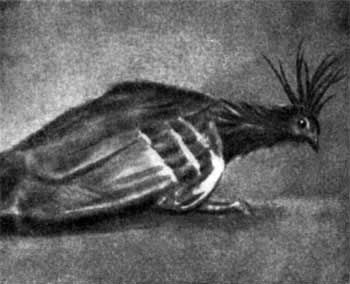 Игорь Акимушкин - Трагедия диких животных