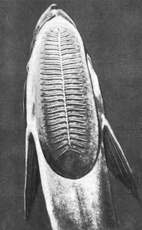 Игорь Акимушкин - Мир животных. Рассказы о змеях, крокодилах, черепахах,...