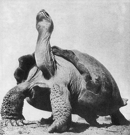 Игорь Акимушкин - Мир животных. Рассказы о змеях, крокодилах, черепахах,...