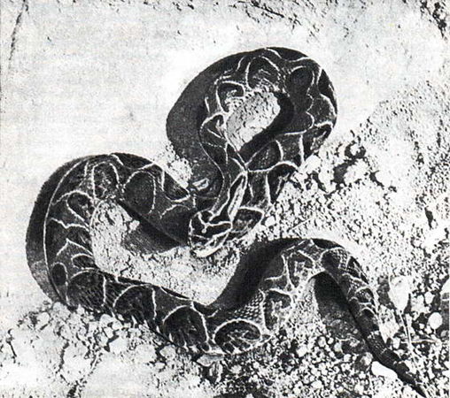 Игорь Акимушкин - Мир животных. Рассказы о змеях, крокодилах, черепахах,...