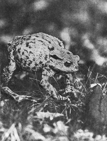 Игорь Акимушкин - Мир животных. Рассказы о змеях, крокодилах, черепахах,...