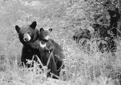 Галина Гальперина, Людмила Смирнова и др. - Рекорды в мире животных
