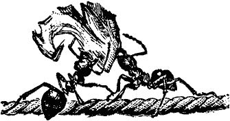 Виктор Гребенников - Тайны мира насекомых