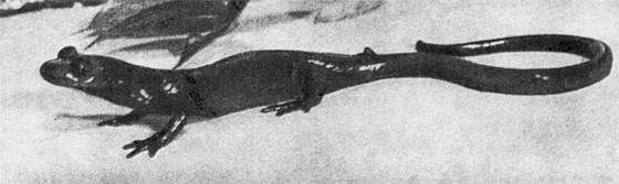 Игорь Акимушкин - Мир животных. Рассказы о змеях, крокодилах, черепахах,...