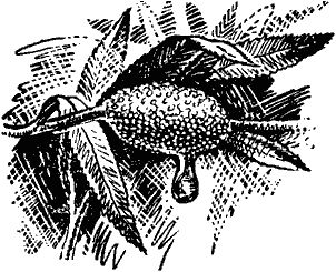 Виктор Гребенников - Тайны мира насекомых