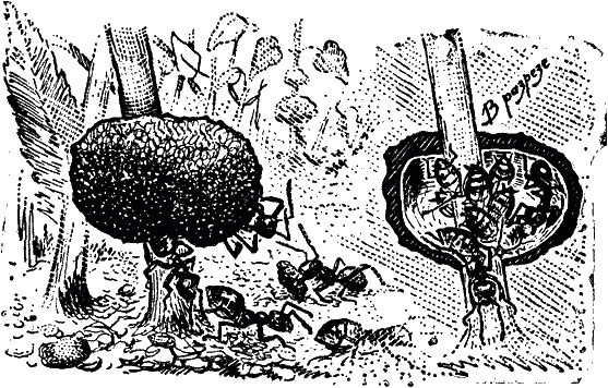 Виктор Гребенников - Тайны мира насекомых