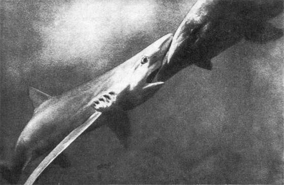 Игорь Акимушкин - Мир животных. Рассказы о змеях, крокодилах, черепахах,...