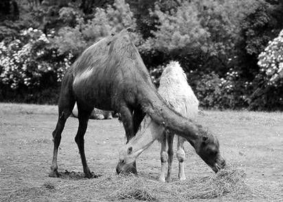 Галина Гальперина, Людмила Смирнова и др. - Рекорды в мире животных