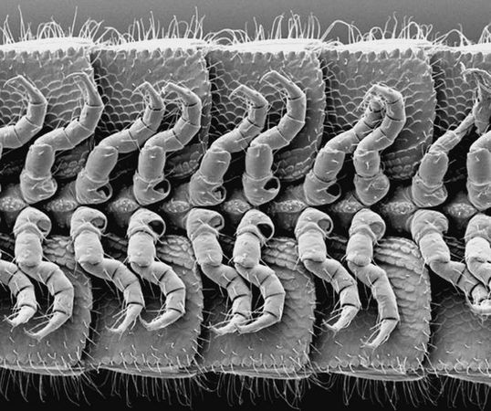 Анатолий Бернацкий - 100 великих рекордов животных