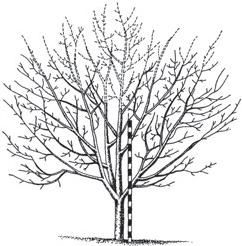 Р. Ноздрачева - Черешня. Районированные сорта. Опыт выращивания в Черноземье