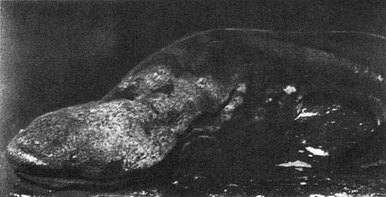 Игорь Акимушкин - Мир животных. Рассказы о змеях, крокодилах, черепахах,...