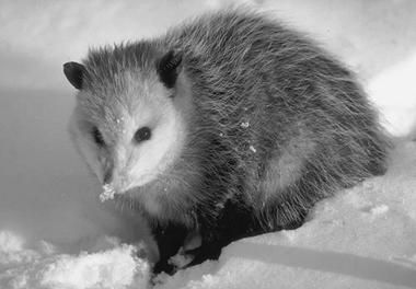 Галина Гальперина, Людмила Смирнова и др. - Рекорды в мире животных