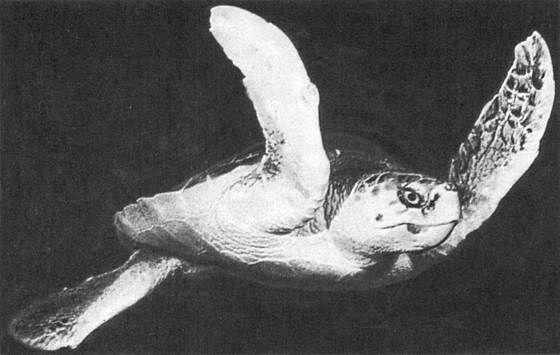 Игорь Акимушкин - Мир животных. Рассказы о змеях, крокодилах, черепахах,...