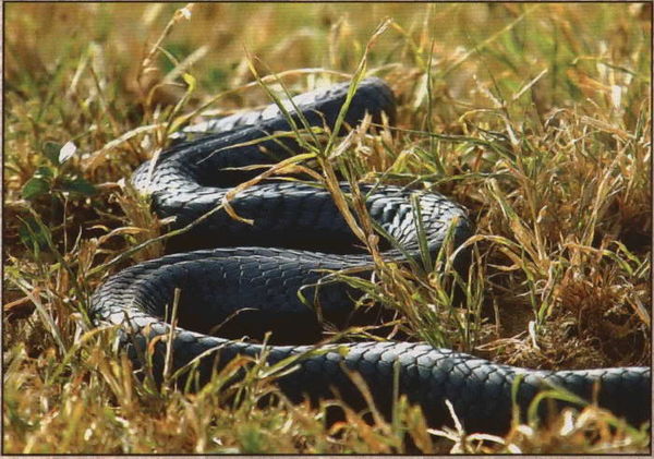 Вадим Бурлак - Неизвестный Нью-Йорк. История. Легенды. Предания