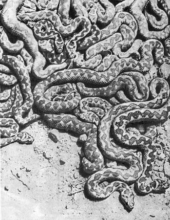 Игорь Акимушкин - Мир животных. Рассказы о змеях, крокодилах, черепахах,...