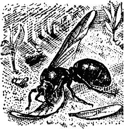 Виктор Гребенников - Тайны мира насекомых