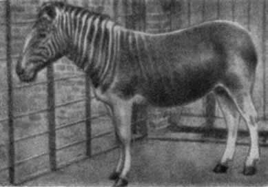 Игорь Акимушкин - Трагедия диких животных