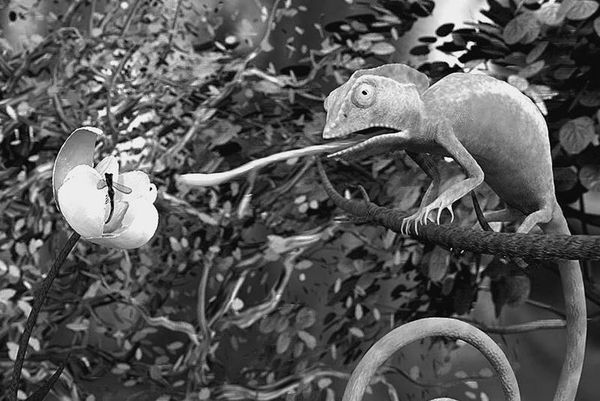 Анатолий Бернацкий - 100 великих рекордов животных