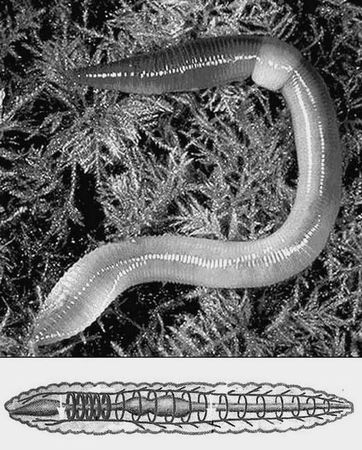 Анатолий Бернацкий - 100 великих рекордов животных