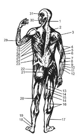 Леонид Дворкин - Подготовка юного тяжелоатлета