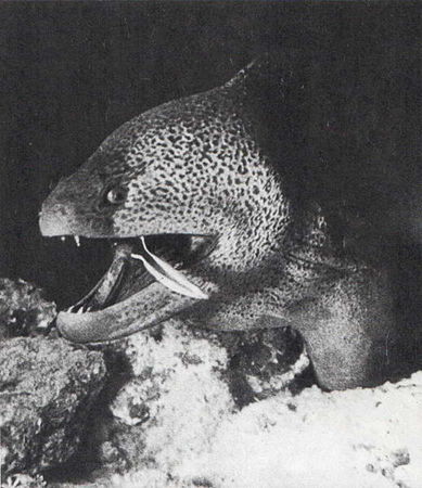 Игорь Акимушкин - Мир животных. Рассказы о змеях, крокодилах, черепахах,...