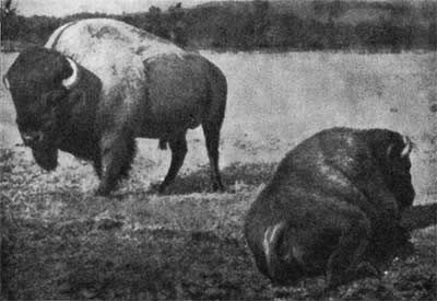 Игорь Акимушкин - Трагедия диких животных