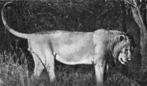 Игорь Акимушкин - Трагедия диких животных