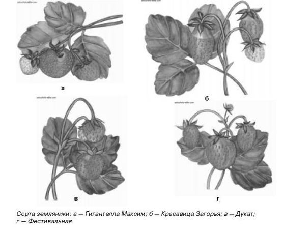 Ирина Иофина - Сбор и хранение урожая
