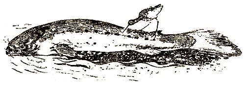 Евгений Чарушин - Охотничьи рассказы