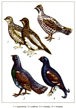 Юрий Дмитриев - Путешествие на всю жизнь