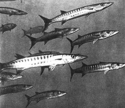 Игорь Акимушкин - Мир животных. Рассказы о змеях, крокодилах, черепахах,...